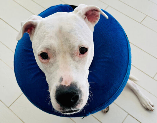 Collar de rosquilla inflable