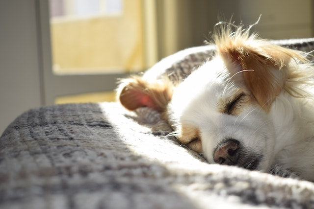 Pourquoi les chiens aiment se mettre au soleil ?