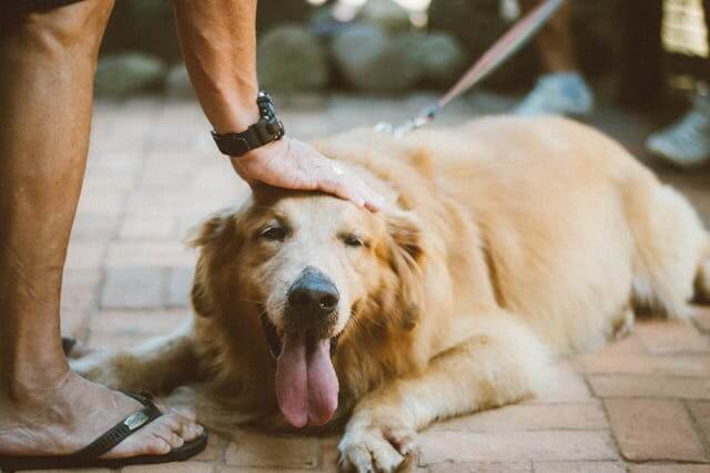 Comprendre l'Hyperattachement chez le Chien : Signes et Solutions pour un Comportement Équilibré