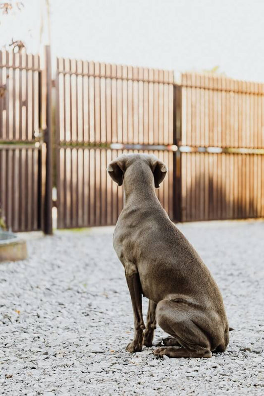 Pourquoi mon chien aboie?