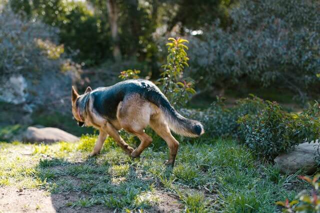 Les Crises d'Allergies chez les Chiens : Symptômes et Solutions