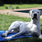 Dogue argentin sur tapis refroidissant bleu